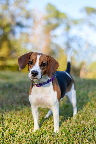 Small young Beagle enjoying the green grass outdoors 