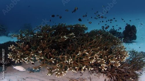 Reticulated damsel fishes (Dascyllus reticulatus) are hiding in a Coral (acropora sp), WAKATOBI, Indonesia, Slow motiom, RED 5Kws, 21:9 photo