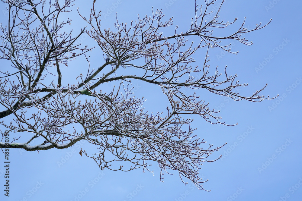 Tree branches in the frozen rain with ice on Tree branches in the frozen rain with ice on