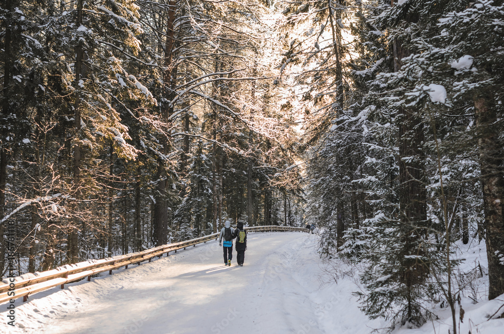 People walk on winter snowy road in forest.