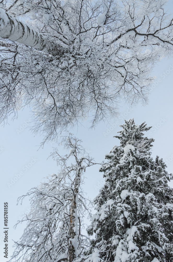 Snowy trees in winter forest with a beautiful light, view from belowю Snowy trees in winter forest with a beautiful light, view from belowю