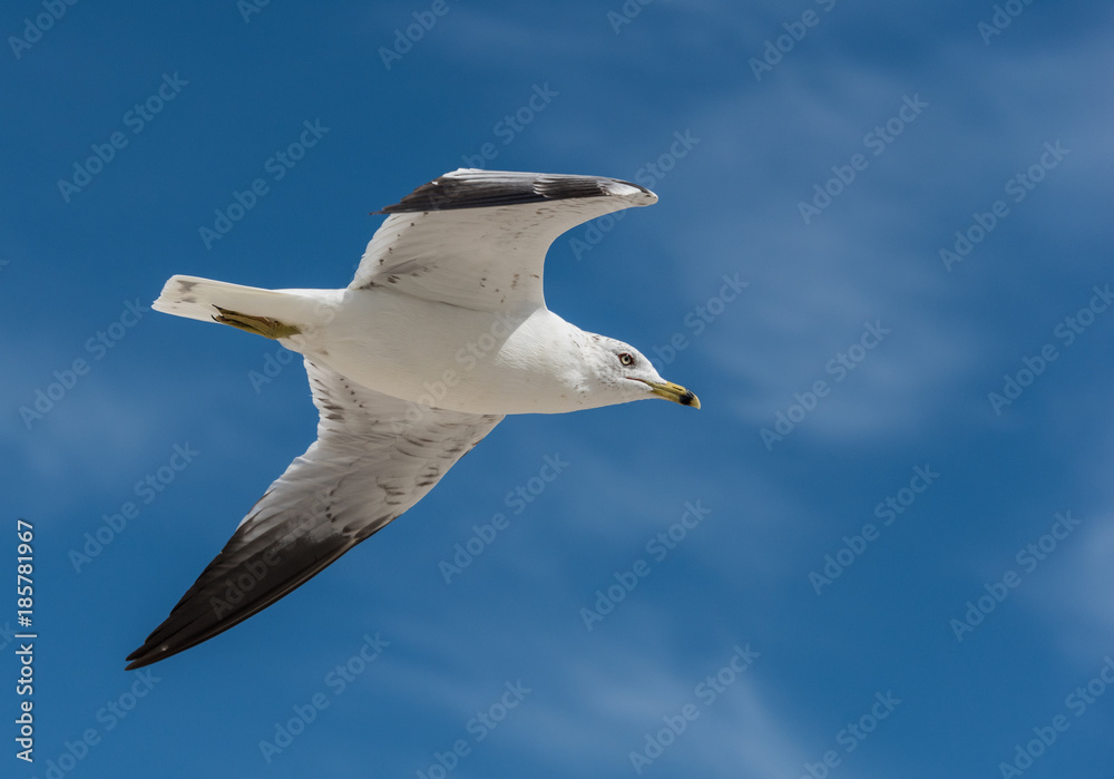 Obraz premium Seagull