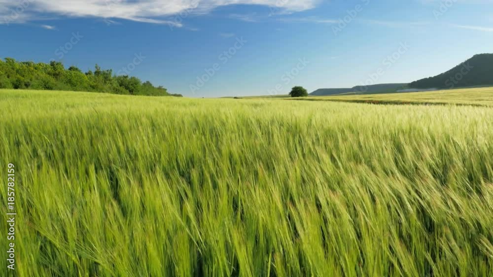 Meadow of wheat. Beautiful nature composition. Meadow of wheat. Beautiful nature composition.
