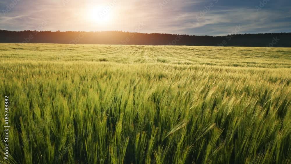 Meadow of wheat. Beautiful nature composition. Meadow of wheat. Beautiful nature composition.