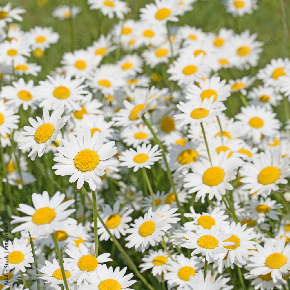 Margeriten, Leucanthemum, Frühling