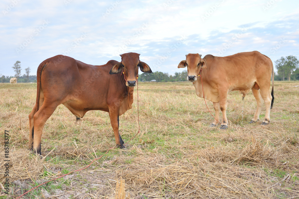 The cow is standing in a beautiful field. The cow is standing in a beautiful field.