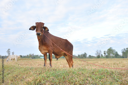 The cow is standing in a beautiful field.