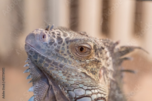 portrait of iguana behind the glass