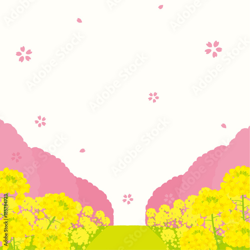 菜の花と桜並木 背景イラスト