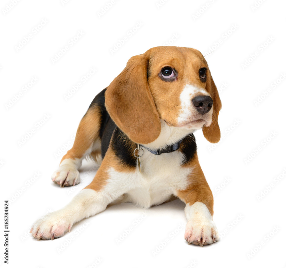 Beagle puppy dog isolated on a white background Beagle puppy dog isolated on a white background