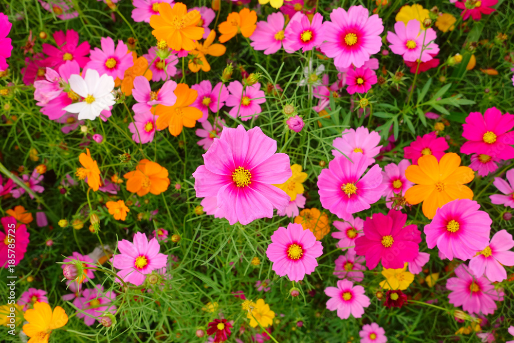 Beautiful cosmos flowers in the garden Beautiful cosmos flowers in the garden