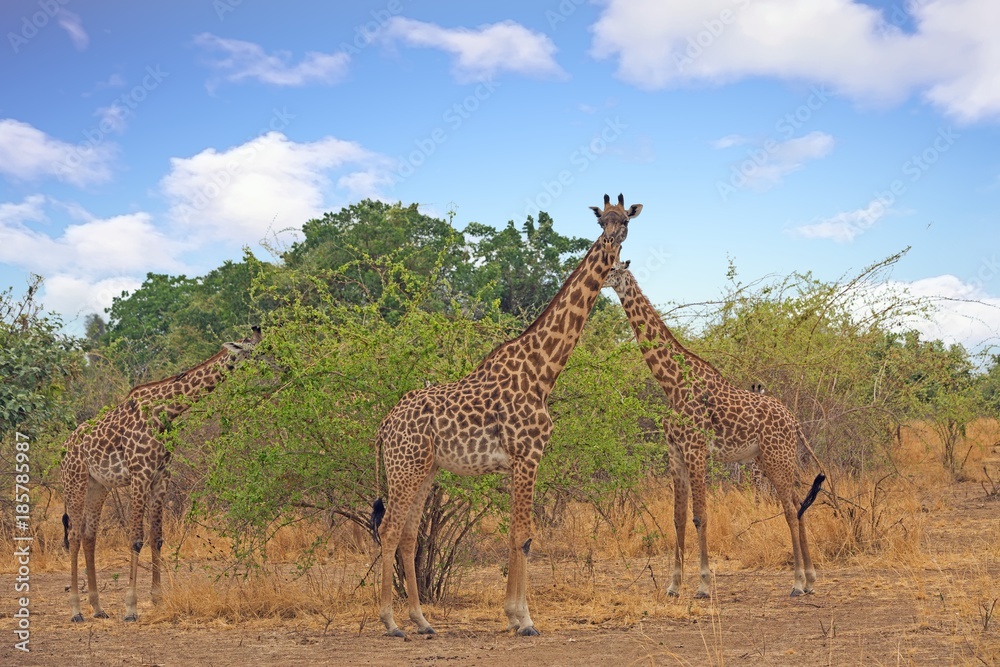 Obraz premium Tower of Thornicroft Giraffestanding in the African Bush in South Luangwa National Park, Zambia