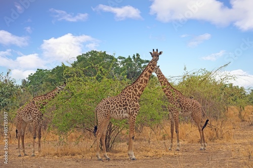 Fototapeta Naklejka Na Ścianę i Meble -  Tower of Thornicroft Giraffestanding in the African Bush in South Luangwa National Park, Zambia