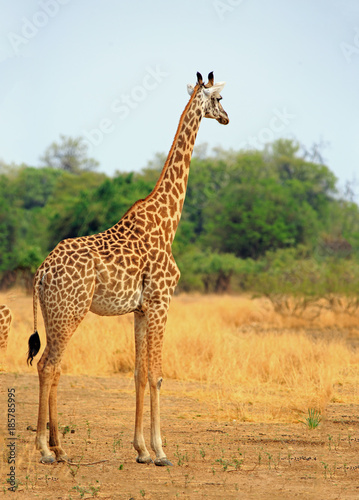 A lone Thornicroft Giraffe standing alone on the open plains in South Luangwa National Park  Zambia