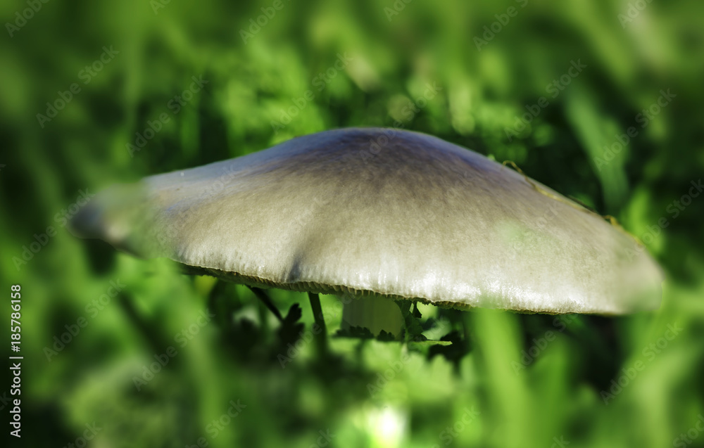 Fototapeta premium mushroom