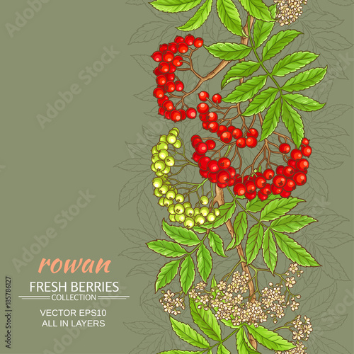 rowan vector background