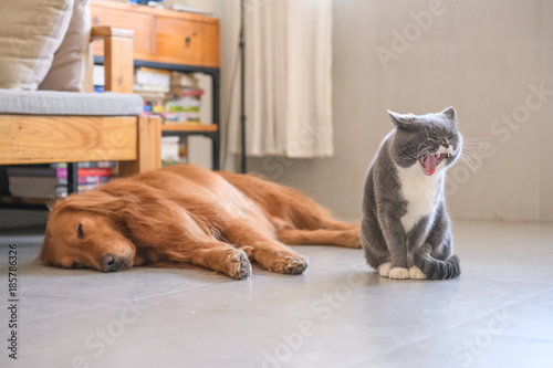 British shorthair cats and Golden Retriever © chendongshan