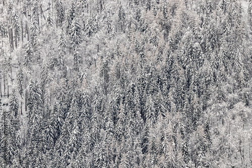 Snow covered pine tree forest on the frozen hillside in the European Alps on a cold winter day © Gaschwald