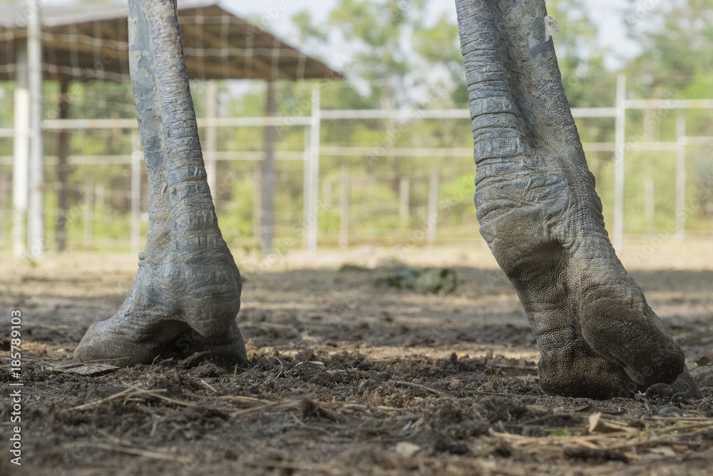 Paw of ostrich standing on the ground Paw of ostrich standing on the ground