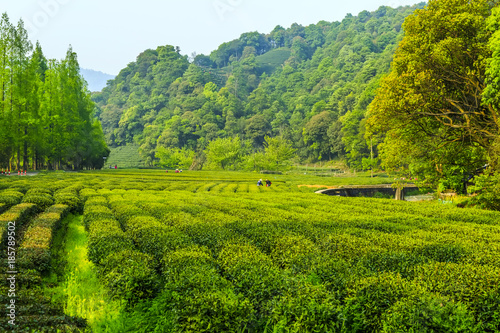 Longjing tea garden in West Lake