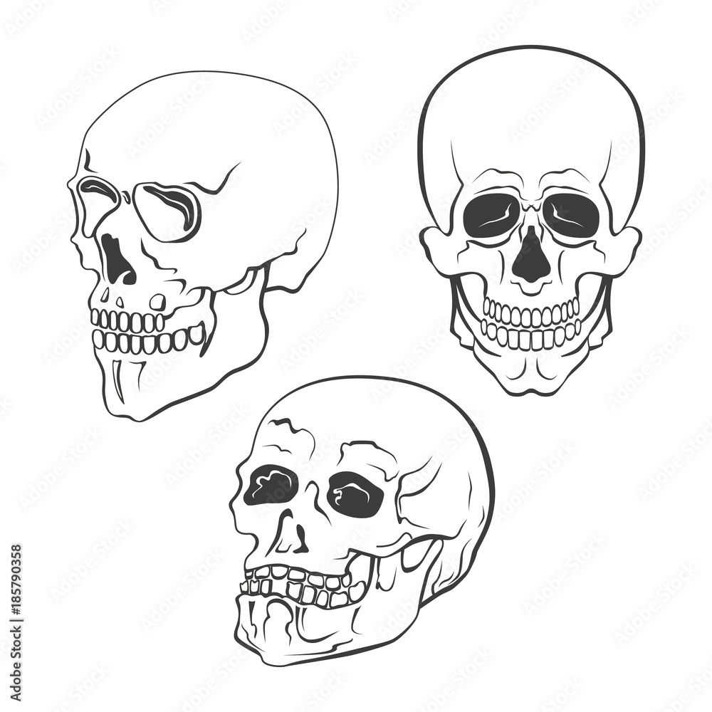 Set of vector skulls on white background Set of vector skulls on white background