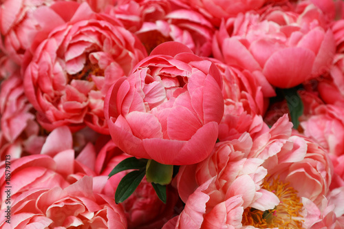 Blooming hybrid peony Coral Charm