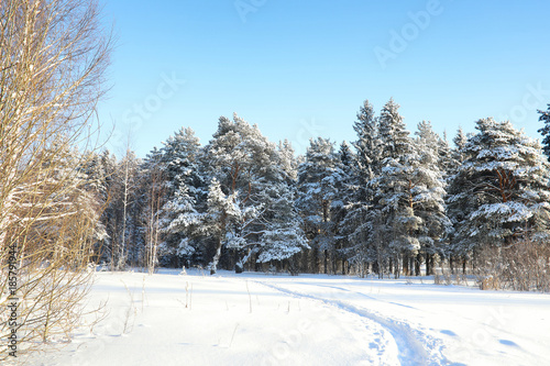 pine forest after a heavy snow storm on sunny winter day