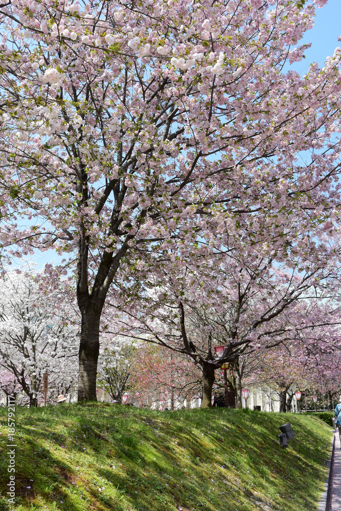 Obraz premium 春、満開のサクラ