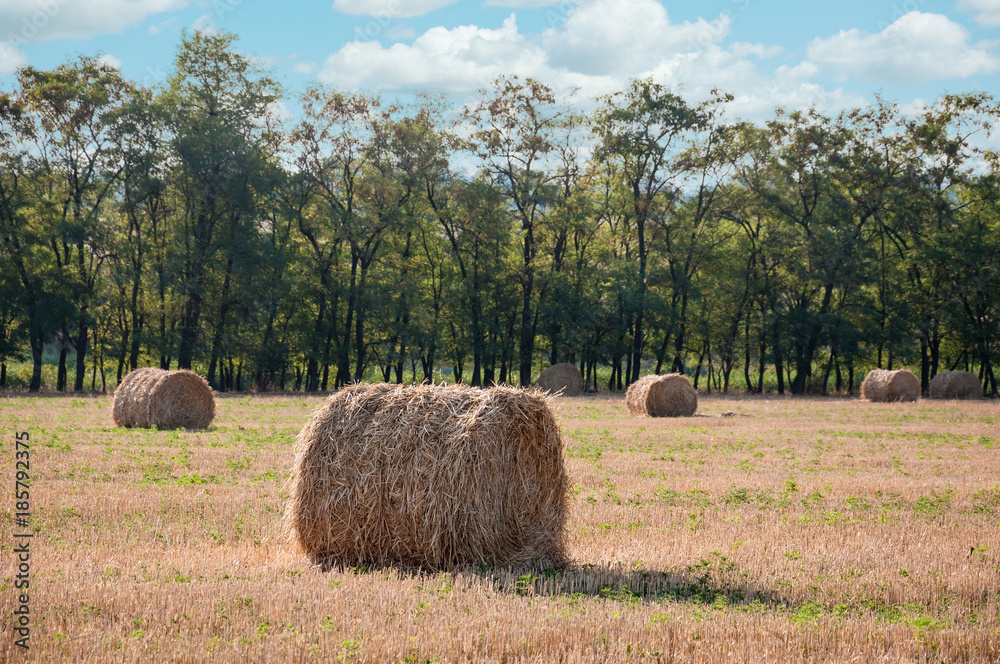 round stacks of dry straw on harvest field round stacks of dry straw on harvest field