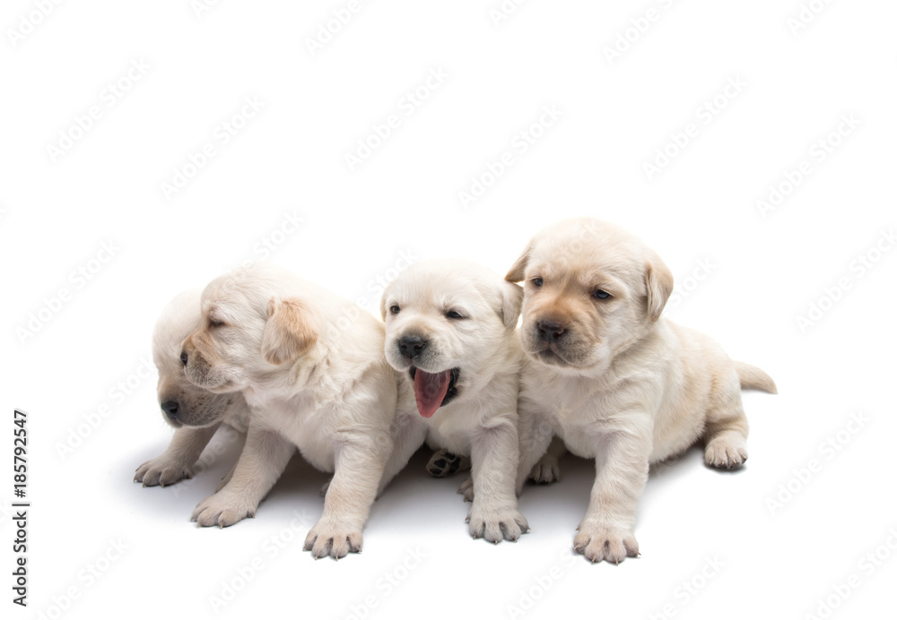 labrador puppies isolated labrador puppies isolated