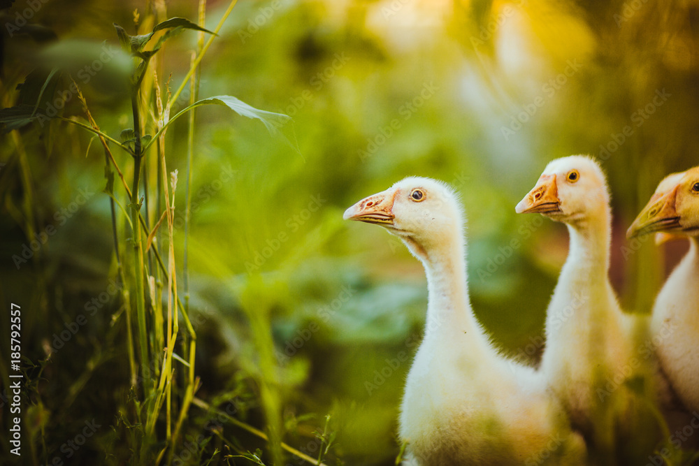 Five young goose together sit in the grass Five young goose together sit in the grass
