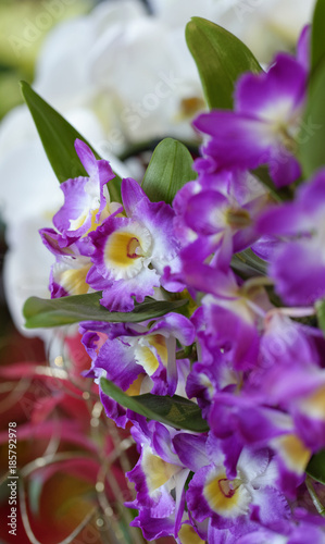Close-up of beautiful vibrant purple orchid