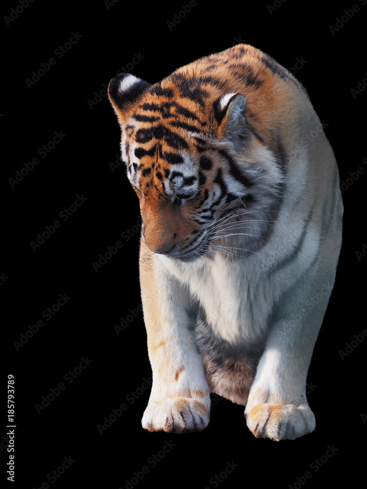 Obraz premium Tiger sneaks and walking full size isolated