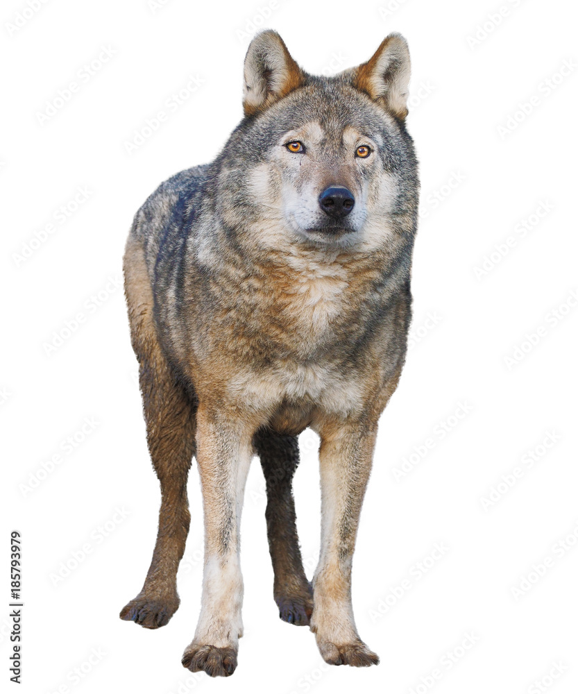 Obraz premium Wolf standing grey full size cute