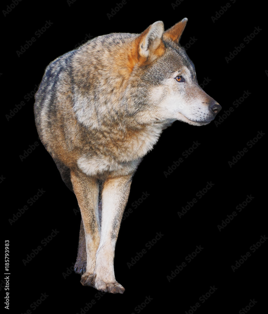 Obraz premium Wolf standing grey full size cute