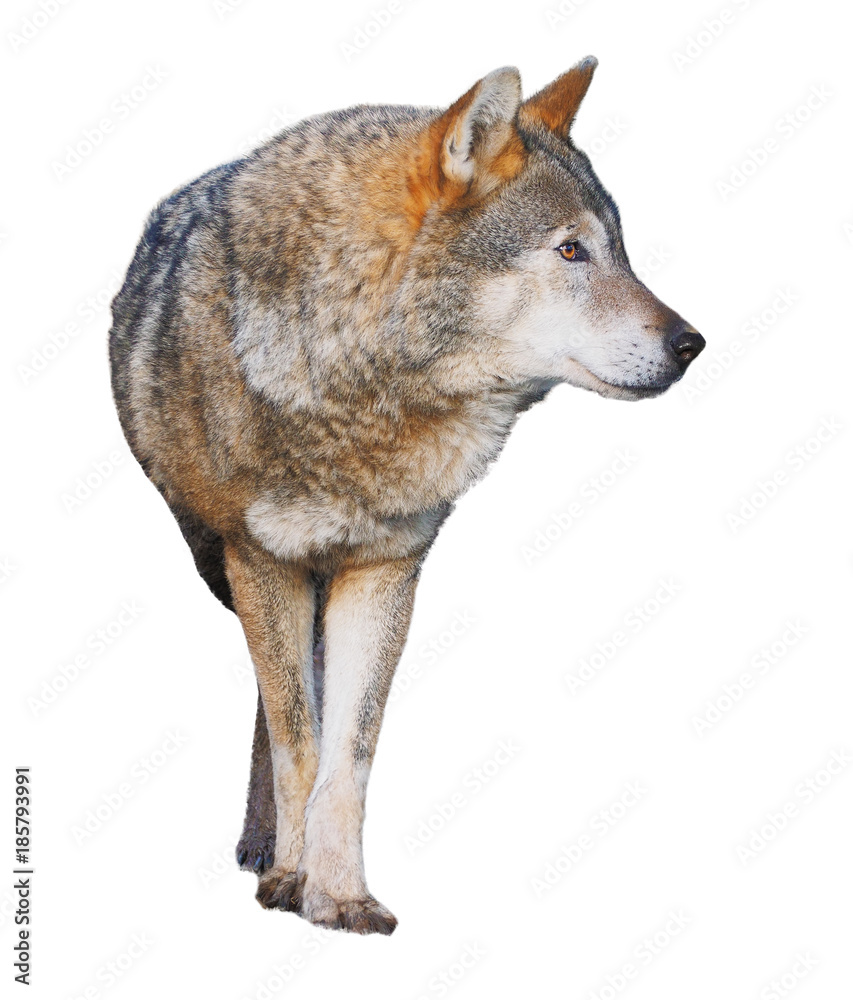 Obraz premium Wolf standing grey full size cute