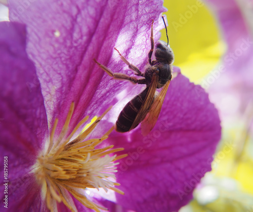 Bee at the flower macro photo