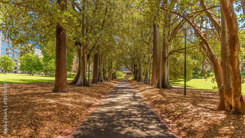 A tree lined path through Treasury Gardens in Melbourne, looking north west towards the old treasury building