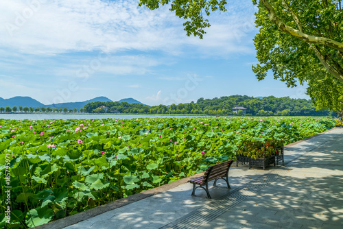 Photography Lotus pond in West Lake