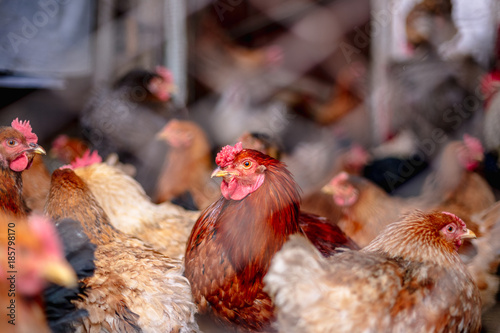 Chickens on the farm. Toned, style, color photo.