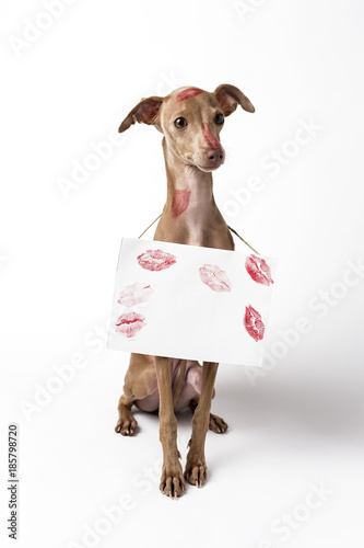 Fototapeta Naklejka Na Ścianę i Meble -  Italian greyhound dog with red lips kiss marks