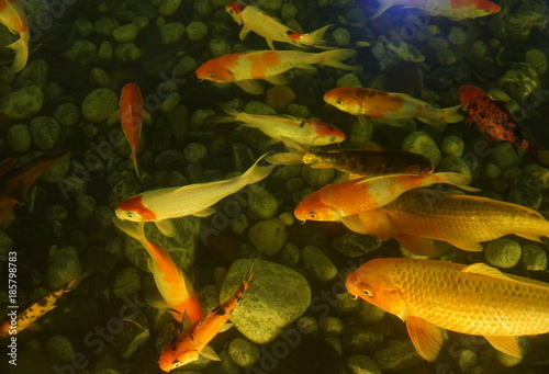 Japanese koi beautiful carps swim at the bottom of the pond from