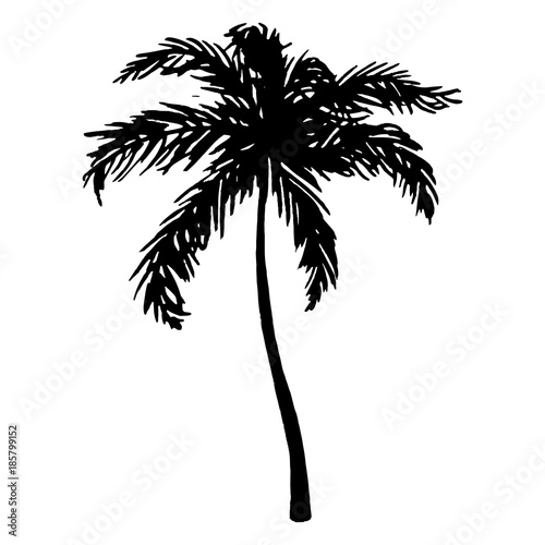 Monochrome black and white tropical palm tree sea ocean beach hand drawn sketch vector