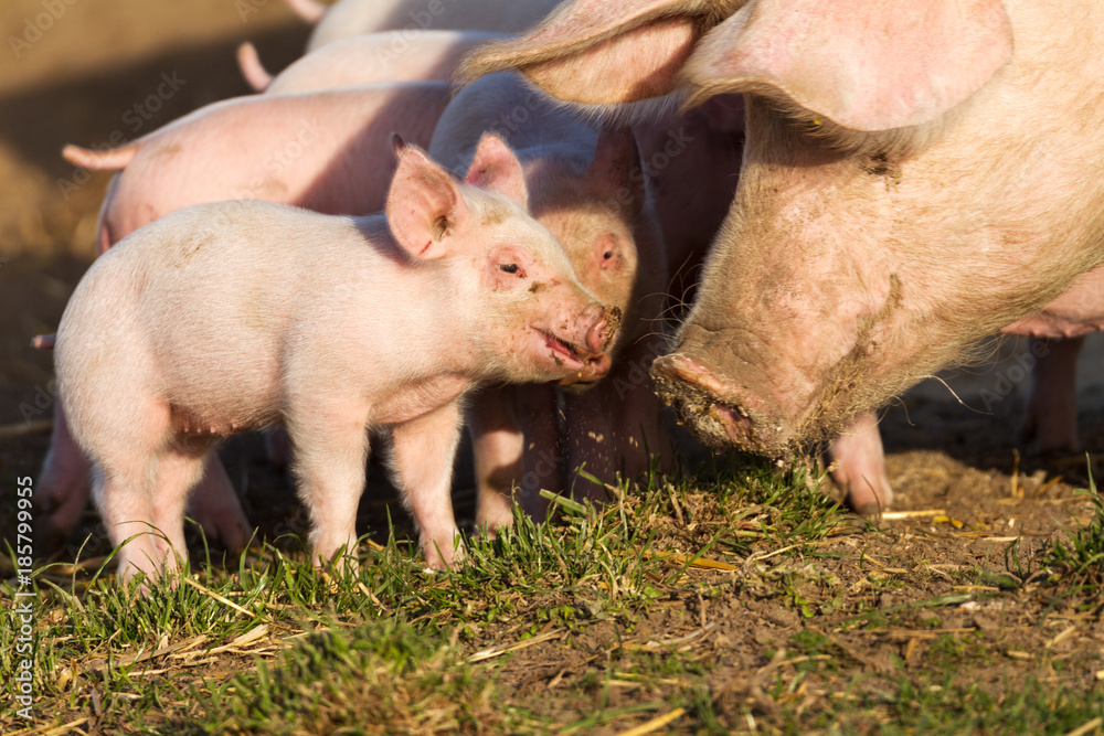 Liebevolle Schweinemutter mit ihren Ferkeln Liebevolle Schweinemutter mit ihren Ferkeln