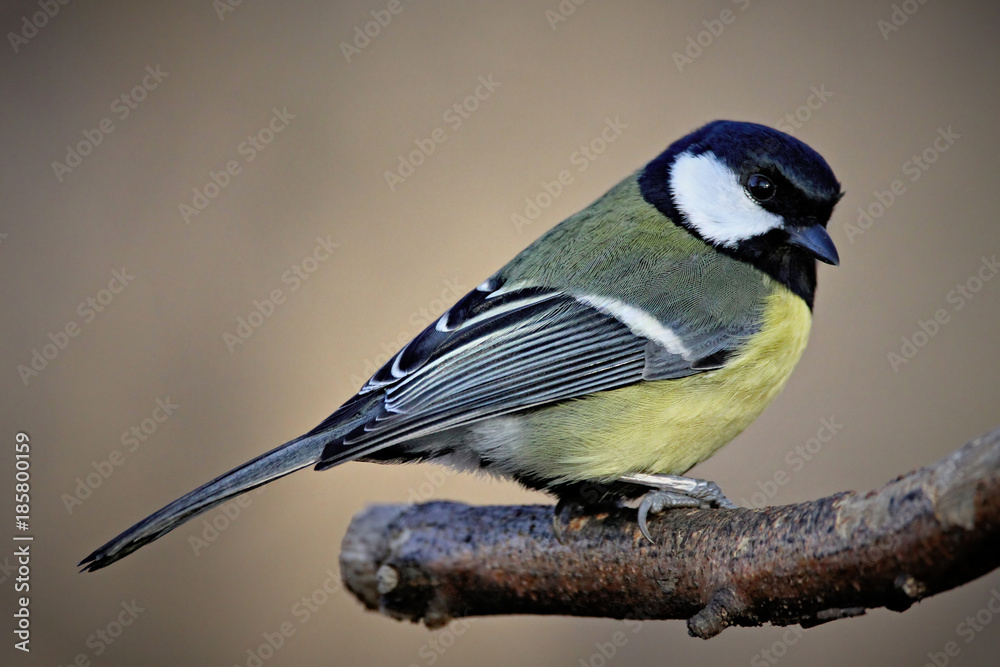 Obraz premium Great Tit