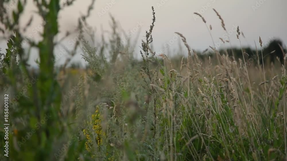 grass in field, gently moving in the wind grass in field, gently moving in the wind
