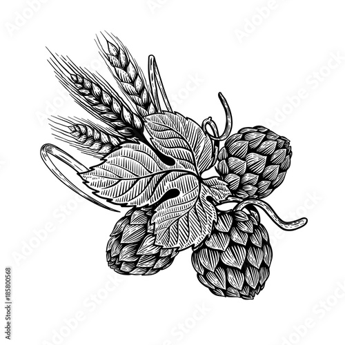Hop and wheat illustration in engraving style. Design element for beer label, poster, emblem.