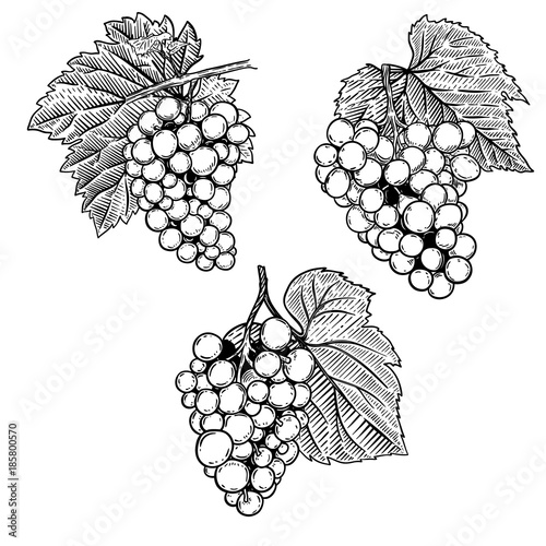 Set of hand drawn grape illustration. Design element for poster, emblem, sign, label, menu, banner.
