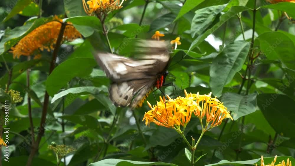 close up of a beautifil green birdwing butterfly feeding on a yellow flower