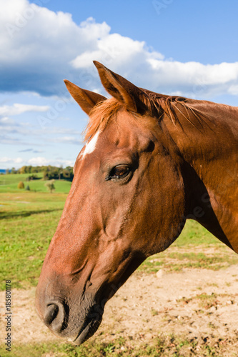 Profile shot of a chestnut colored horse against a rural backdrop of open fields and a blue sky